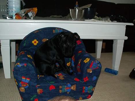 Staffordshire bull terrier Nanna billede 9