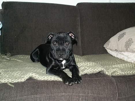 Staffordshire bull terrier Nanna billede 10