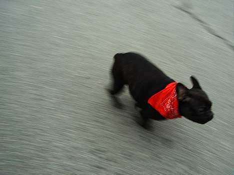 Fransk bulldog Futte - Øjjjjjjjjj det er koldt ude såååå ska skynde mig ind.....  billede 8