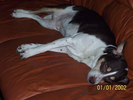 Dansk svensk gaardhund Piet billede 8