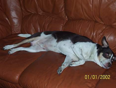 Dansk svensk gaardhund Piet billede 9