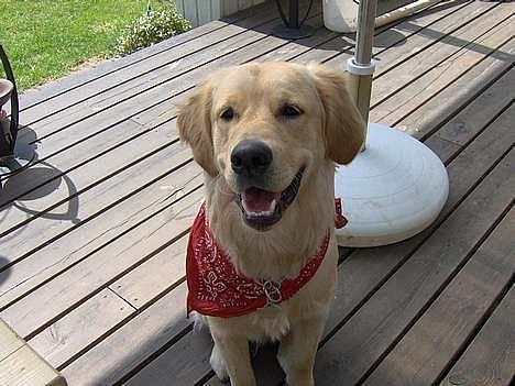 Golden retriever Baloo - Mmm, er det ostemad? O.O billede 1