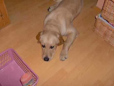 Golden retriever Baloo - Man kan da også altid se dejlig ud, når man er hund billede 2