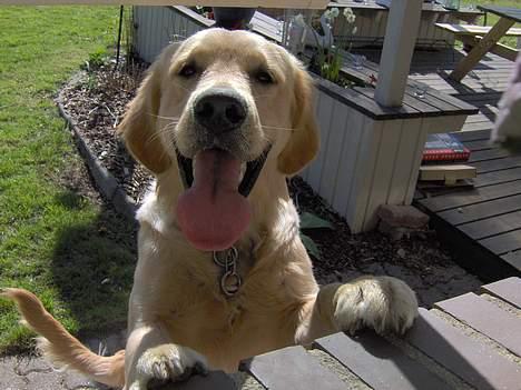 Golden retriever Baloo - Baloo er vist  glad for at se mig O_o billede 5
