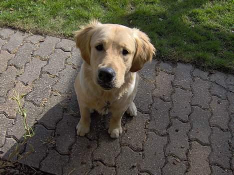 Golden retriever Baloo - NUTTET O_O billede 6