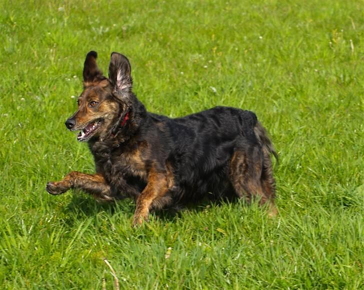 Blanding af racer R.I.P Pjuske - hej billede 1