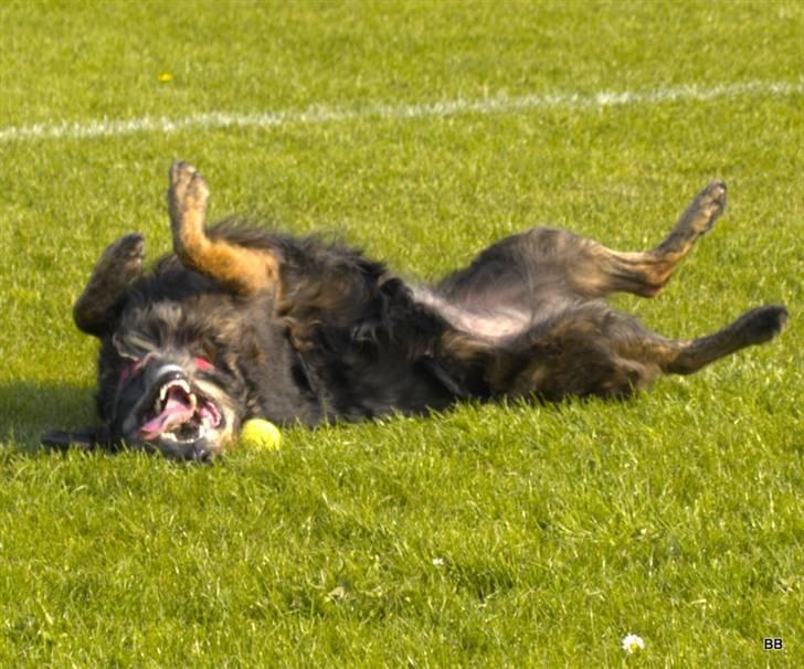 Blanding af racer R.I.P Pjuske - er jeg ikk " SØD " billede 2