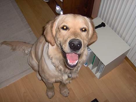 Golden retriever Baloo - Wehee? billede 8