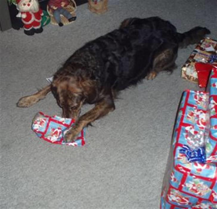 Blanding af racer R.I.P Pjuske - en gave til mig..og jeg kan selv billede 3