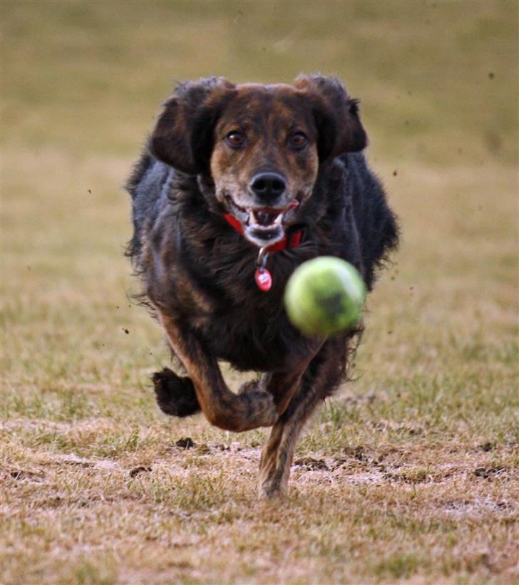 Blanding af racer R.I.P Pjuske - Hihi  billede 4