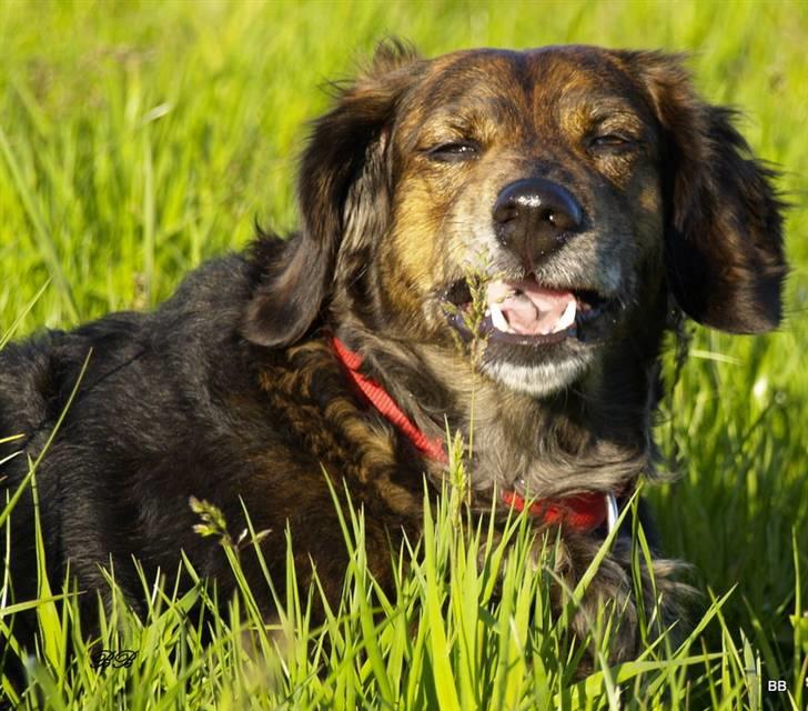 Blanding af racer R.I.P Pjuske - Hmmmm....... billede 5