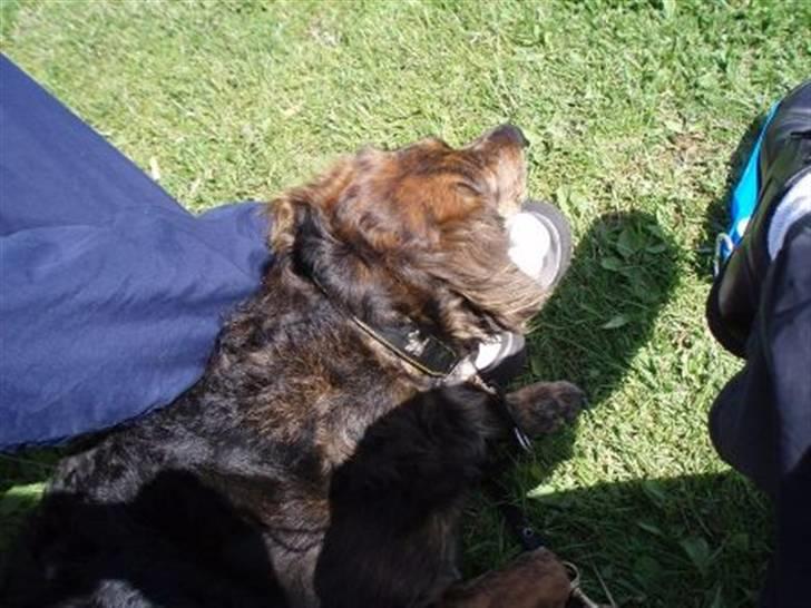 Blanding af racer R.I.P Pjuske - ja ja  det er godt med noge til hovdet billede 6