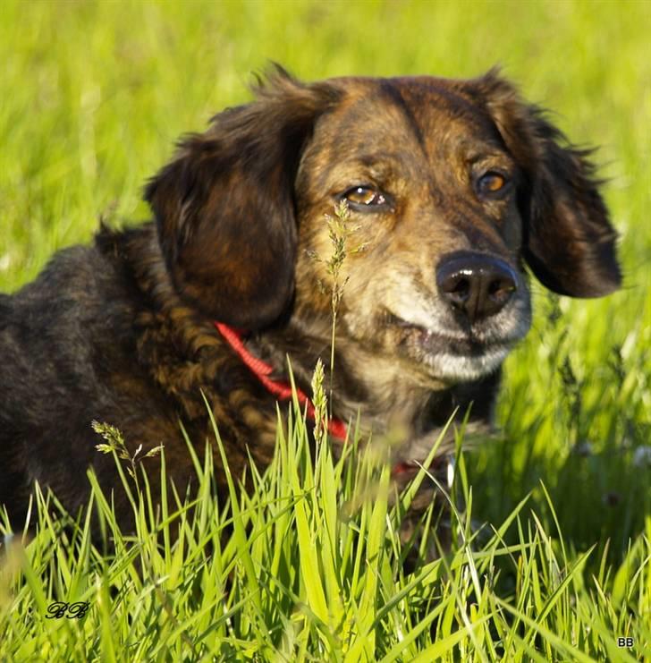 Blanding af racer R.I.P Pjuske - det er godt med lidt sol billede 7