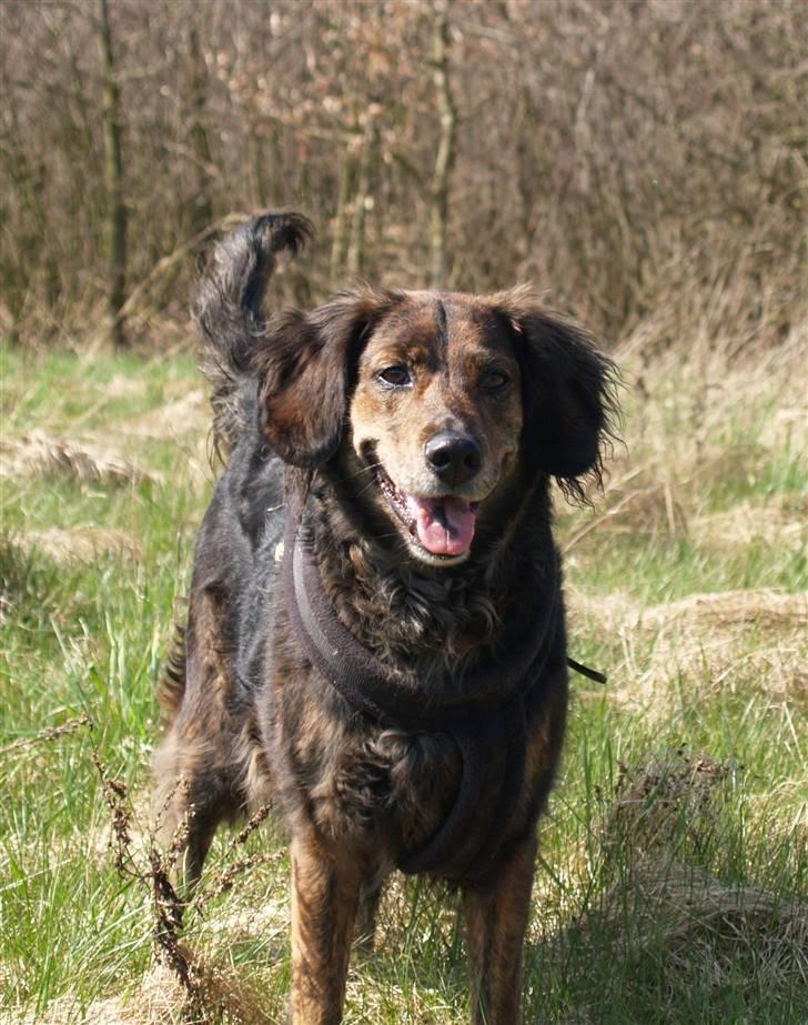 Blanding af racer R.I.P Pjuske - her kommer jeg billede 8