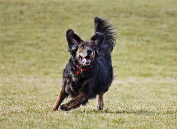 Blanding af racer R.I.P Pjuske - hva"aaa kommer den boldet ikke ned da billede 9