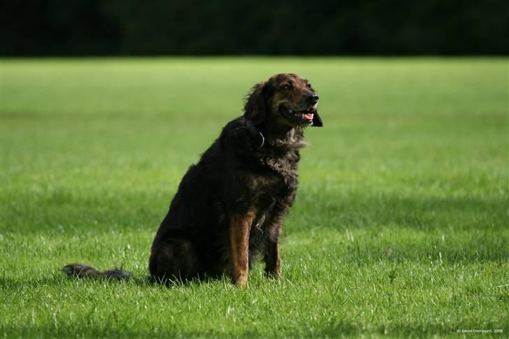 Blanding af racer R.I.P Pjuske - sidder jeg ikk findt billede 10
