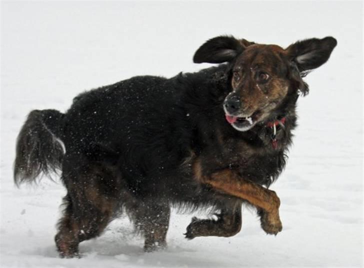 Blanding af racer R.I.P Pjuske - er hun efter mig,,,, billede 11