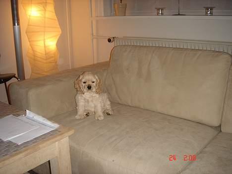 Amerikansk cocker spaniel BOSS billede 10