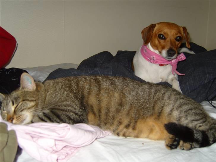 Dansk svensk gaardhund Freja billede 5