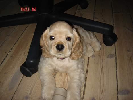 Amerikansk cocker spaniel BOSS billede 11