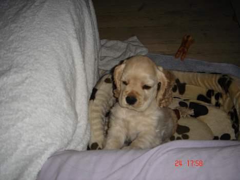 Amerikansk cocker spaniel BOSS billede 12