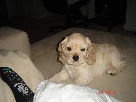 Amerikansk cocker spaniel BOSS billede 13