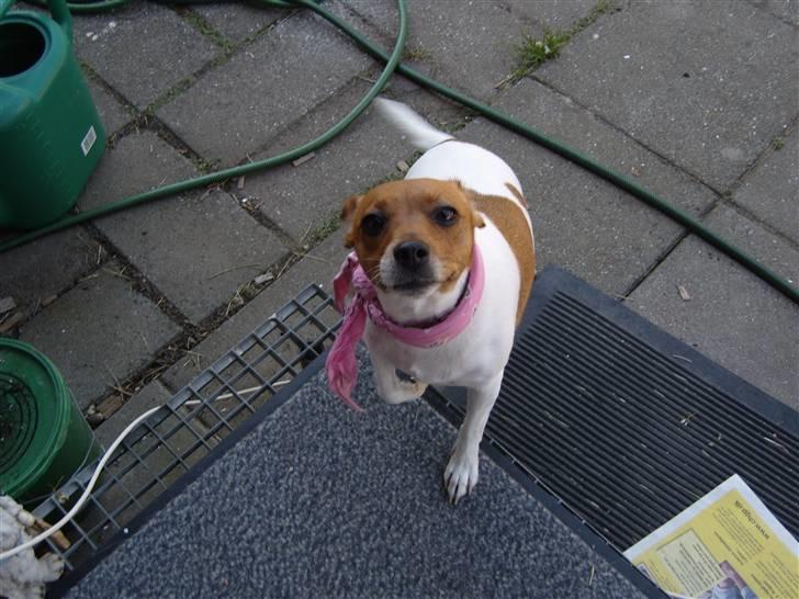 Dansk svensk gaardhund Freja billede 6