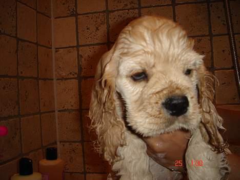 Amerikansk cocker spaniel BOSS billede 14