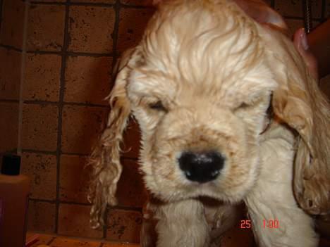 Amerikansk cocker spaniel BOSS billede 15