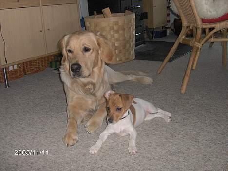 Dansk svensk gaardhund Freja - Der kom katten.. billede 7