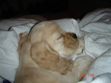 Amerikansk cocker spaniel BOSS billede 16