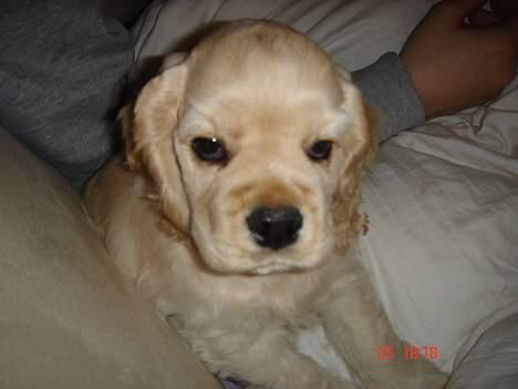 Amerikansk cocker spaniel BOSS billede 17