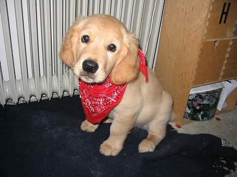 Golden retriever Baloo - Baloo som hvalp :P billede 11