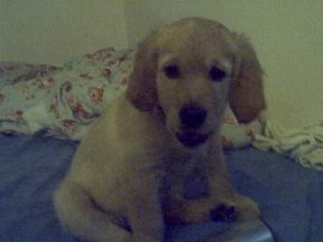 Golden retriever Baloo - Dette billed er taget med et Webcam, og har derfor ikke den bedste kvalitet billede 12