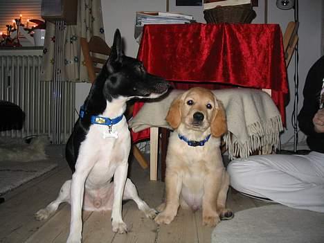 Golden retriever Baloo - Dette er så Sigurd og Baloo :) billede 13