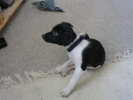 Blanding af racer Sigurd - Uuuh det klør.. Lige dér bag øret billede 1