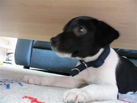 Blanding af racer Sigurd - Lille Zig-Zag :P billede 2