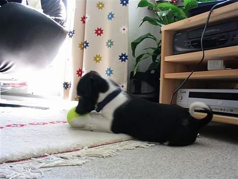 Blanding af racer Sigurd - Tjae, bolden er vist alt for stor til det lille pus billede 3