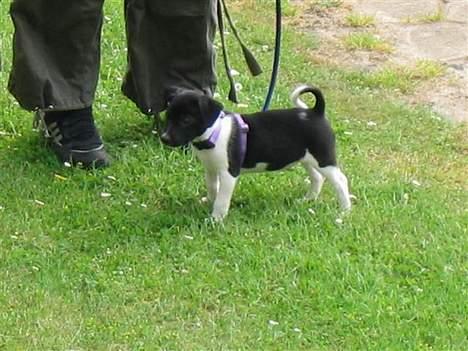 Blanding af racer Sigurd - Sigurd på opdagelse i den store farlige verden billede 4