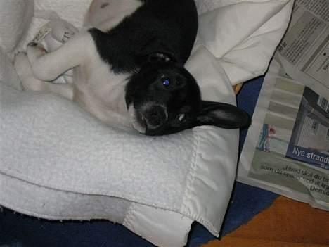 Blanding af racer Sigurd - Så er det tid til en slapper i den dejlige kurv billede 5