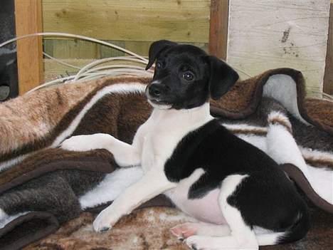 Blanding af racer Sigurd - "Hvad havde du lige tænkt dig?" billede 6