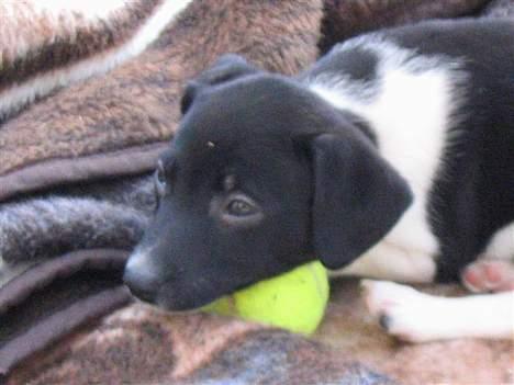 Blanding af racer Sigurd - Det nyeste nye indenfor hovedpuder billede 7