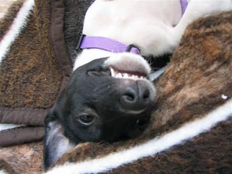 Blanding af racer Sigurd - FARLIGE Sigurd! billede 8