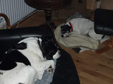 Dansk svensk gaardhund Pelle - Pelle og Molly flader ud! billede 12