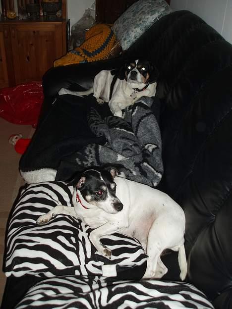 Dansk svensk gaardhund Pelle - Pelle og søster Molly i sofaen, ........må man det? billede 14