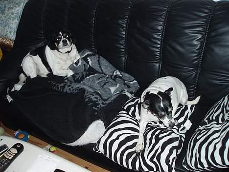 Dansk svensk gaardhund Pelle - Gu gider vi da ikke komme ned, ......siger Pelle og Molly. billede 15