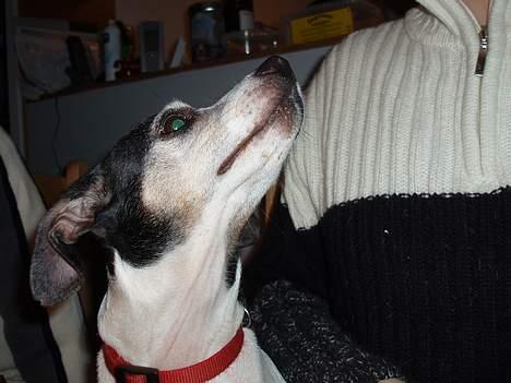 Dansk svensk gaardhund Pelle - Søster sally, er på besøg. billede 16