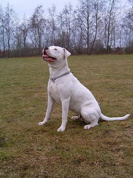 Amerikansk bulldog Miss sophy billede 9