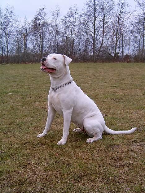 Amerikansk bulldog Miss sophy billede 10