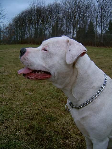 Amerikansk bulldog Miss sophy billede 11